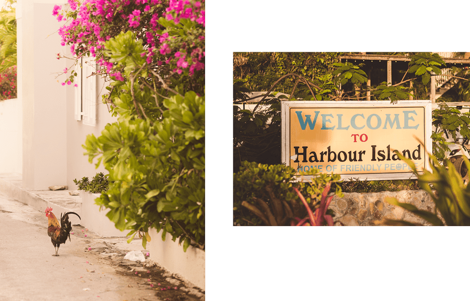 rooster on the street and Welcome to Harbour Island sign