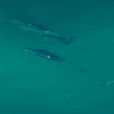 dolphins swimming in the ocean