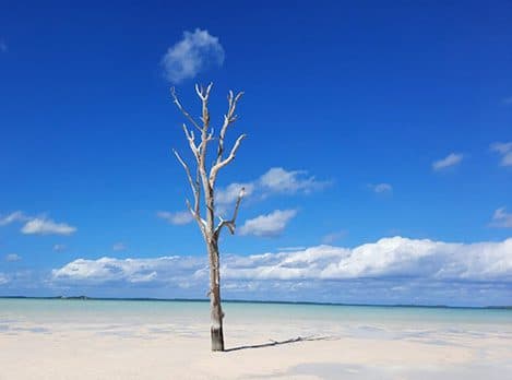Lone Tree