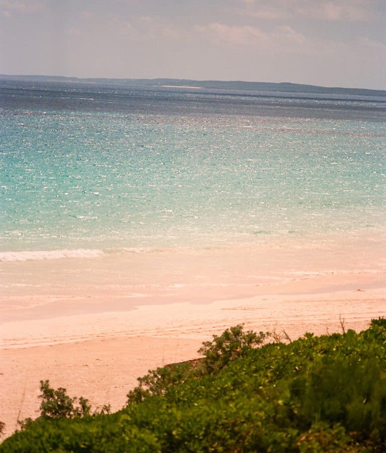 pink sand beach with foliage covered dunes